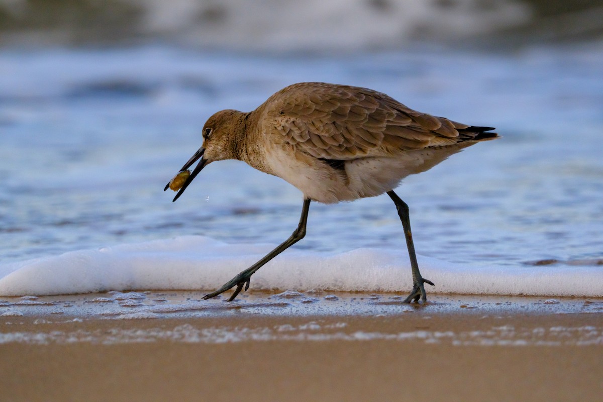 Willet - ML613563803