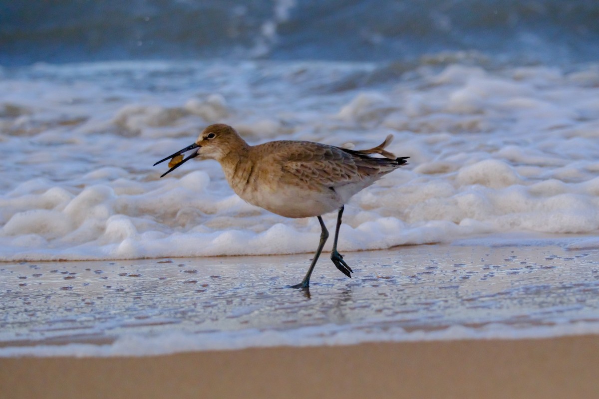 Willet - ML613563804