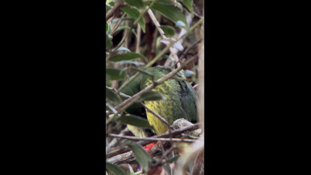 Cotinga vert et noir - ML613563832