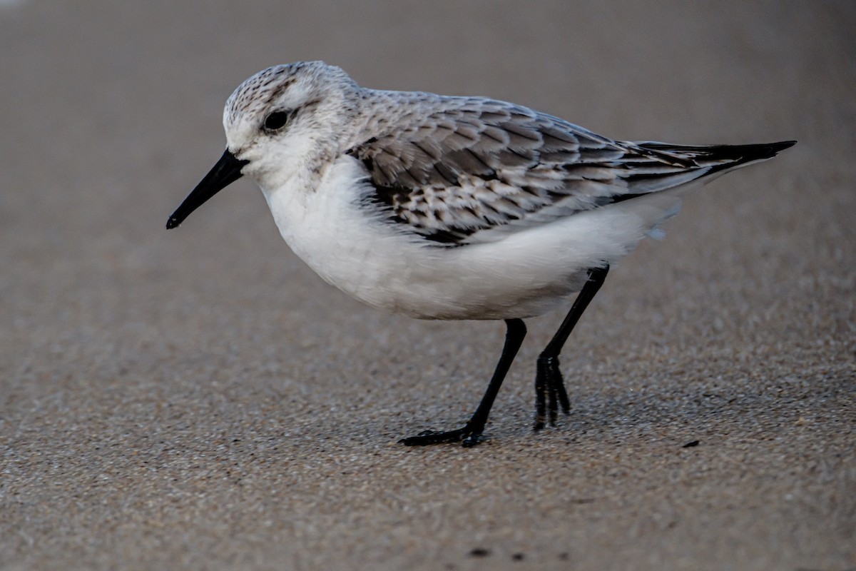 三趾濱鷸 - ML613563841