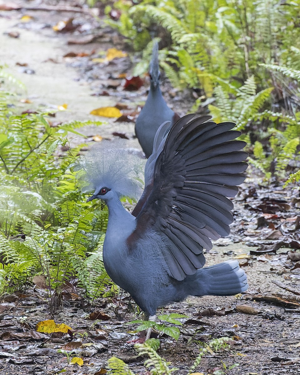 Western Crowned-Pigeon - ML613563846