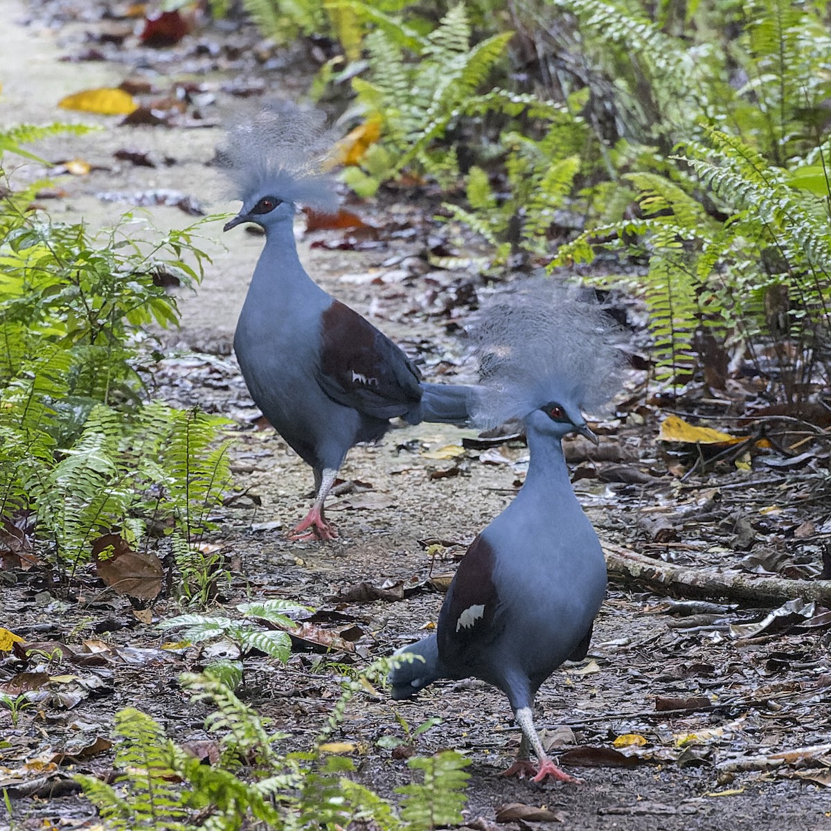 Western Crowned-Pigeon - ML613563847