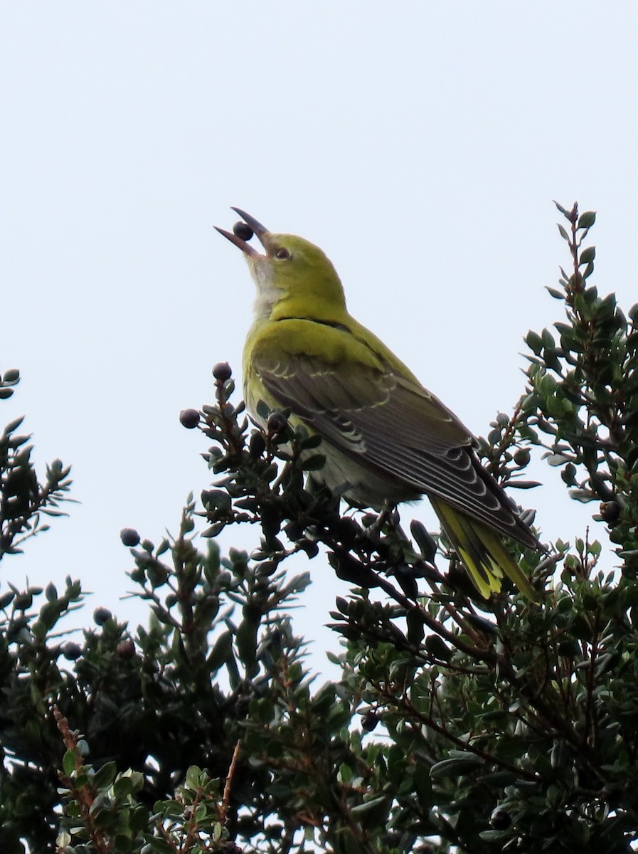 Eurasian Golden Oriole - ML613563867