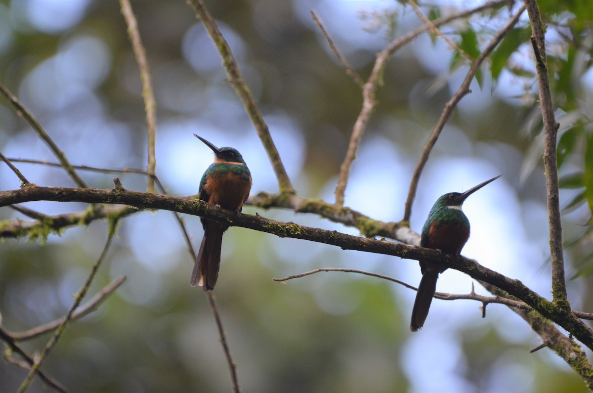 Rufous-tailed Jacamar - Ana Vanegas