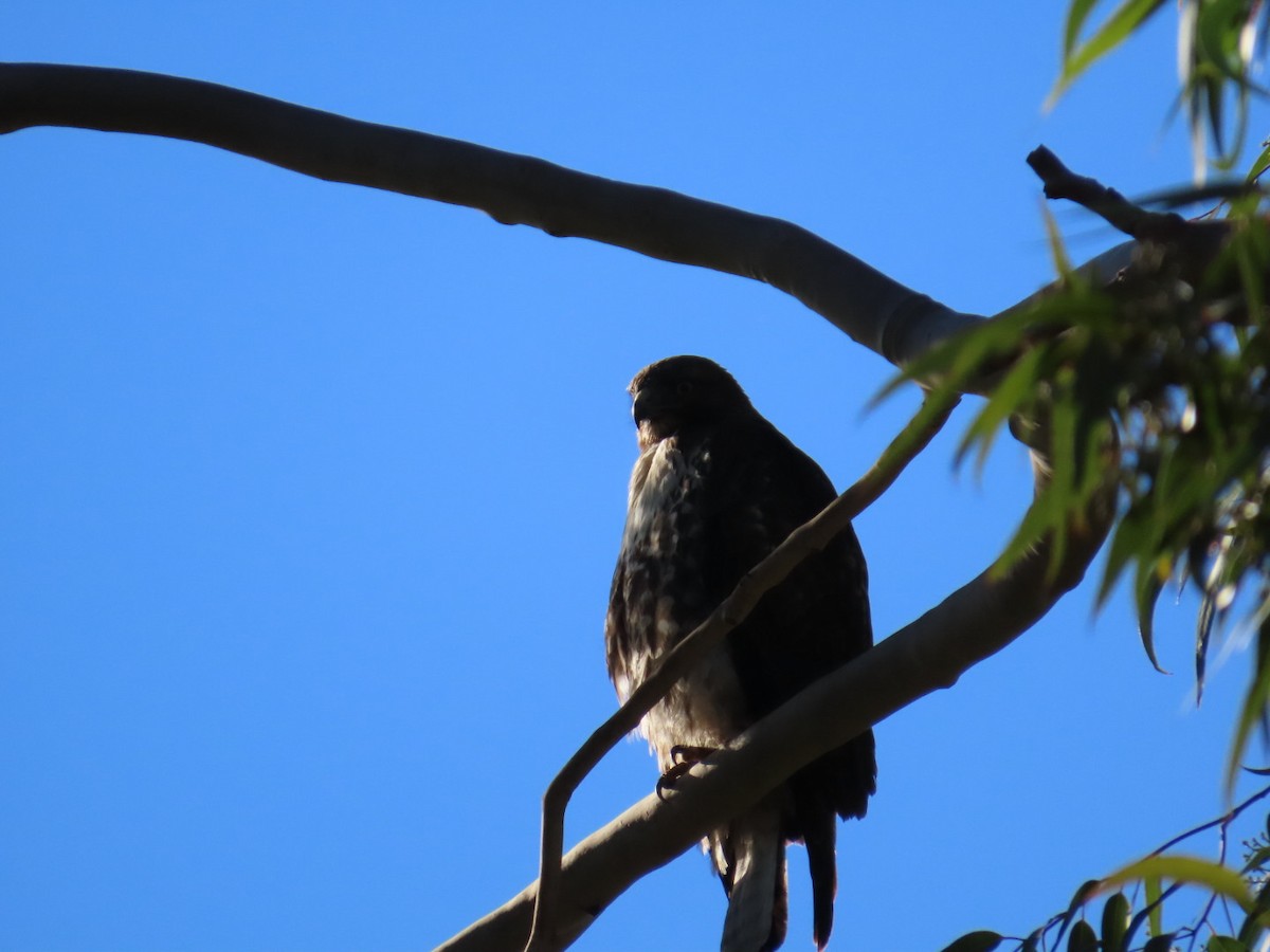 Red-tailed Hawk - Dottie Marron