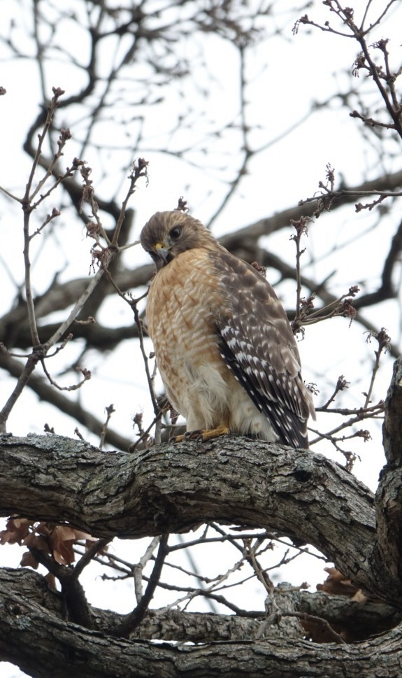 Red-shouldered Hawk - Mike Lowe