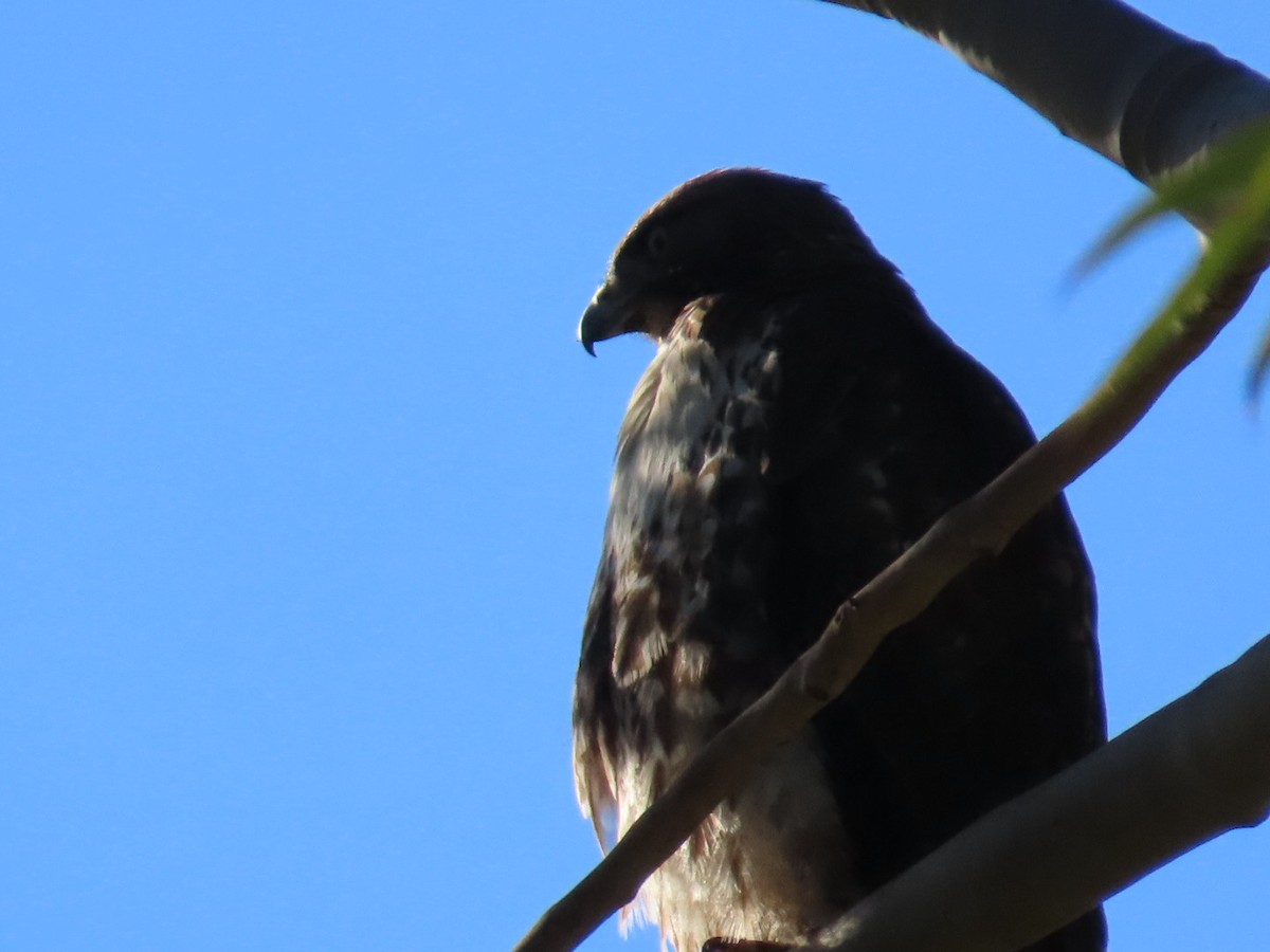 Red-tailed Hawk - Dottie Marron