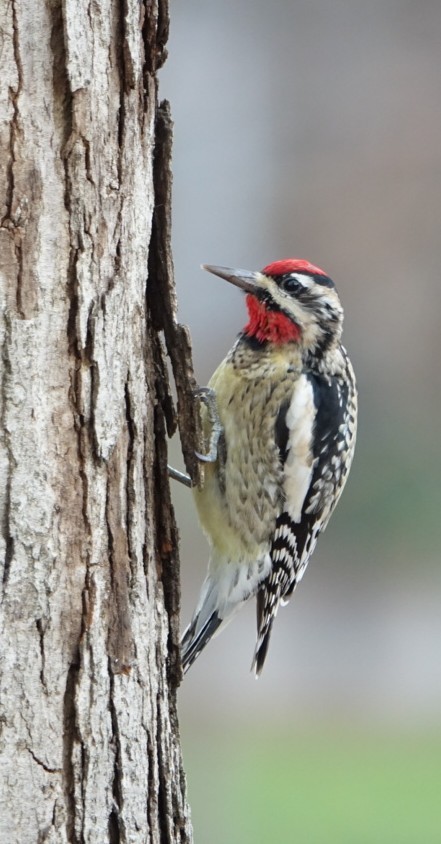 Yellow-bellied Sapsucker - ML613563984