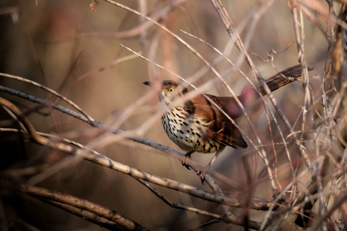 Brown Thrasher - ML613563985