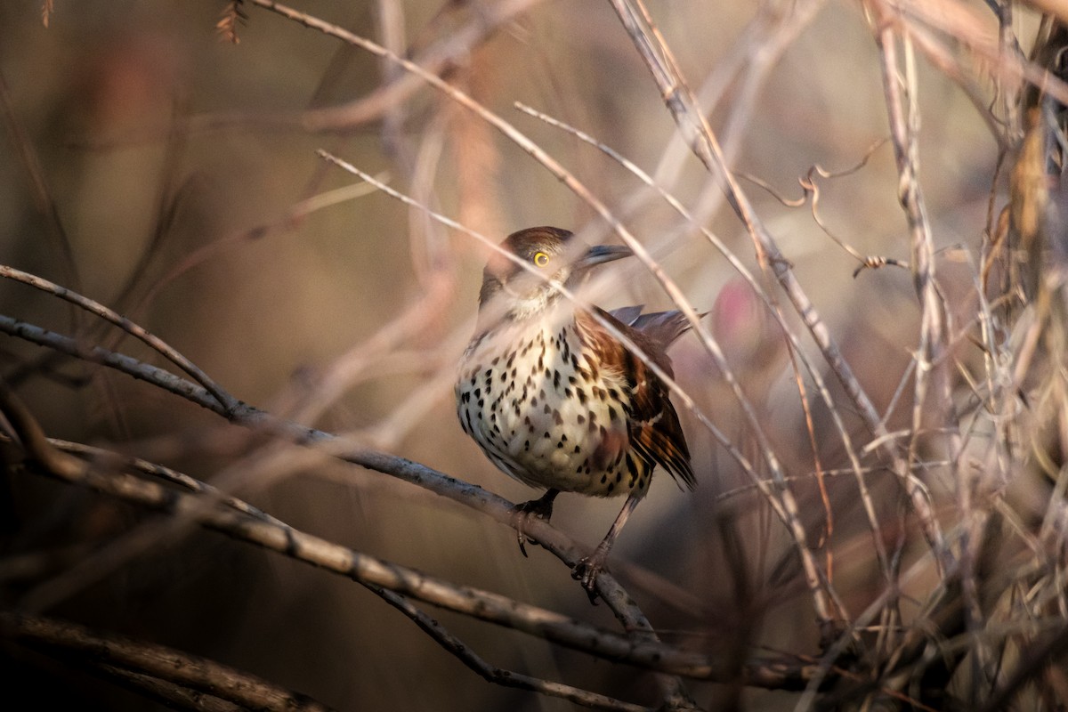 Brown Thrasher - ML613563986