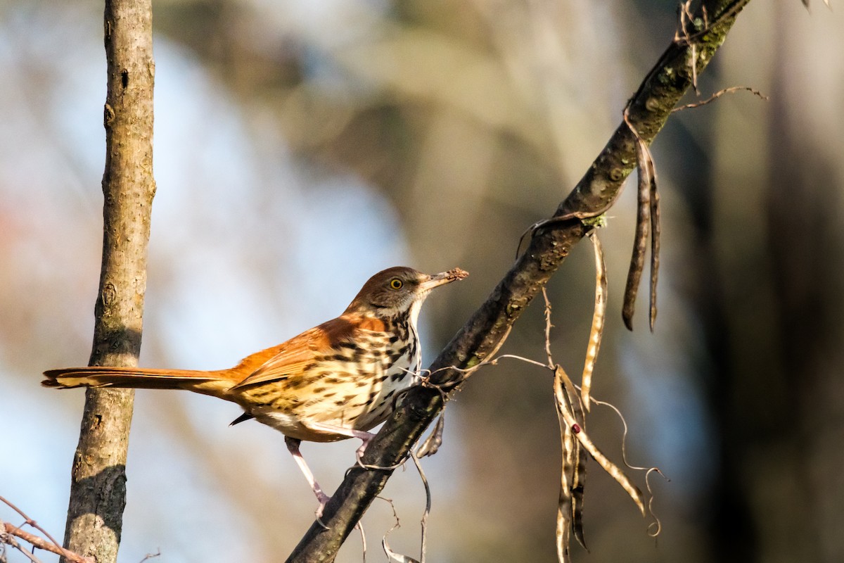 Brown Thrasher - ML613563987
