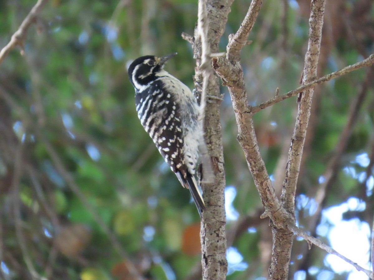 Nuttall's Woodpecker - ML613564002