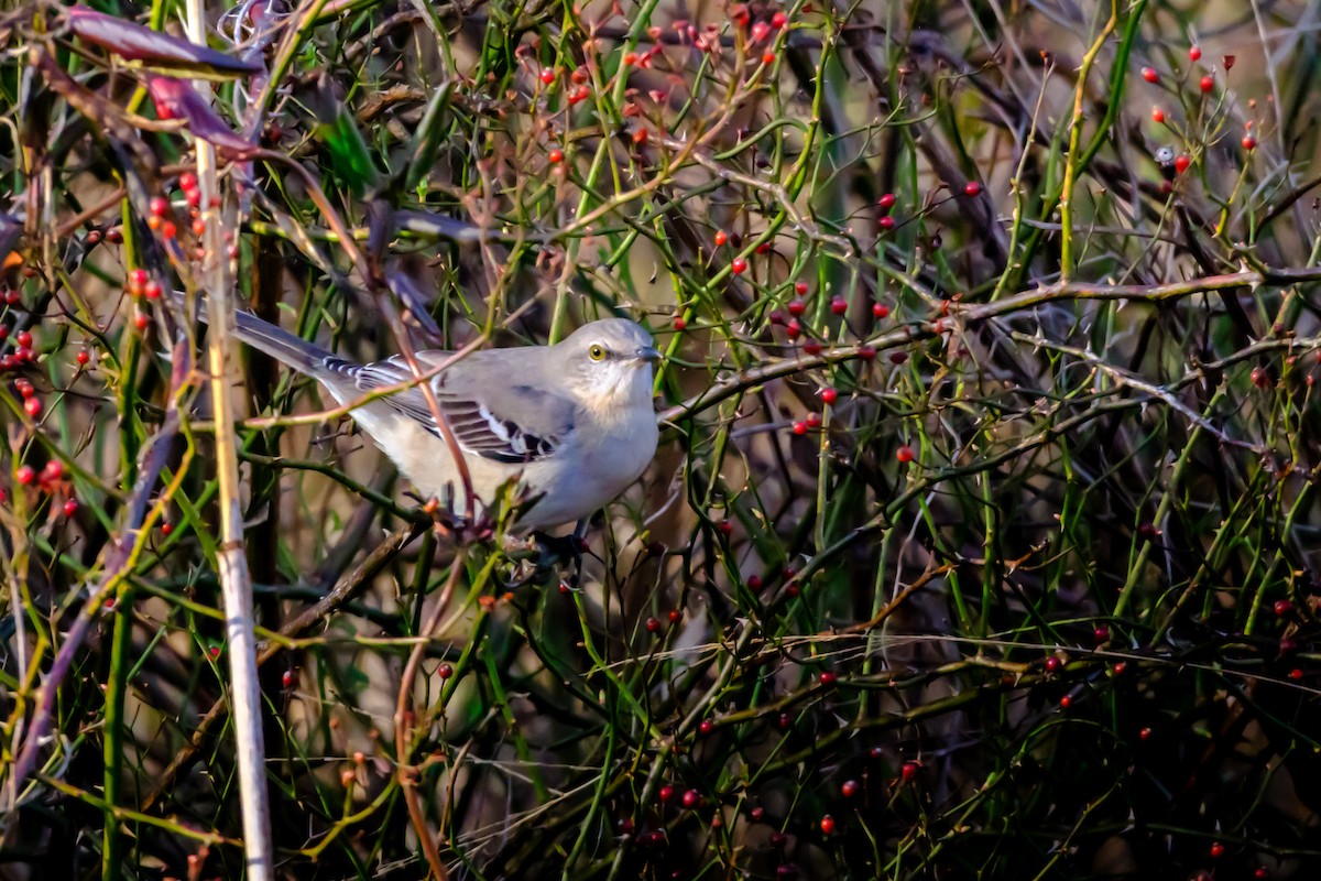Northern Mockingbird - ML613564074