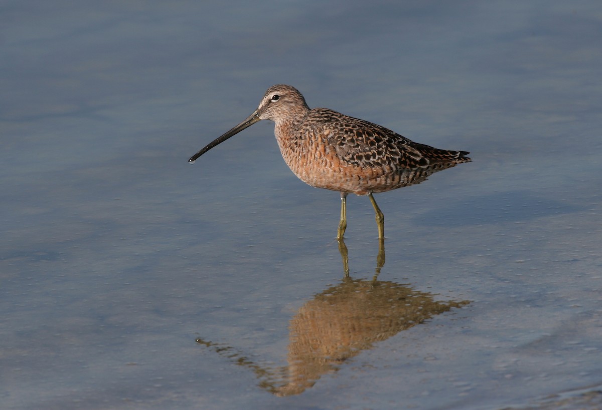 Long-billed Dowitcher - ML613564113