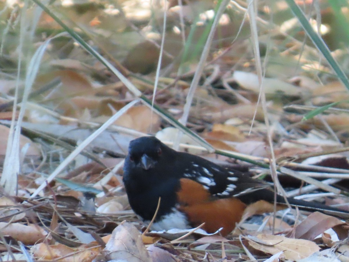 Spotted Towhee - Dottie Marron