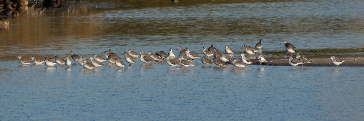 Spotted Redshank - ML613564137