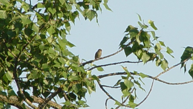 European Greenfinch - ML613564156