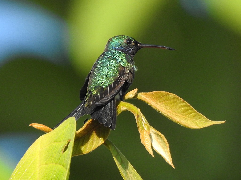 kolibřík safírovohrdlý - ML613564166