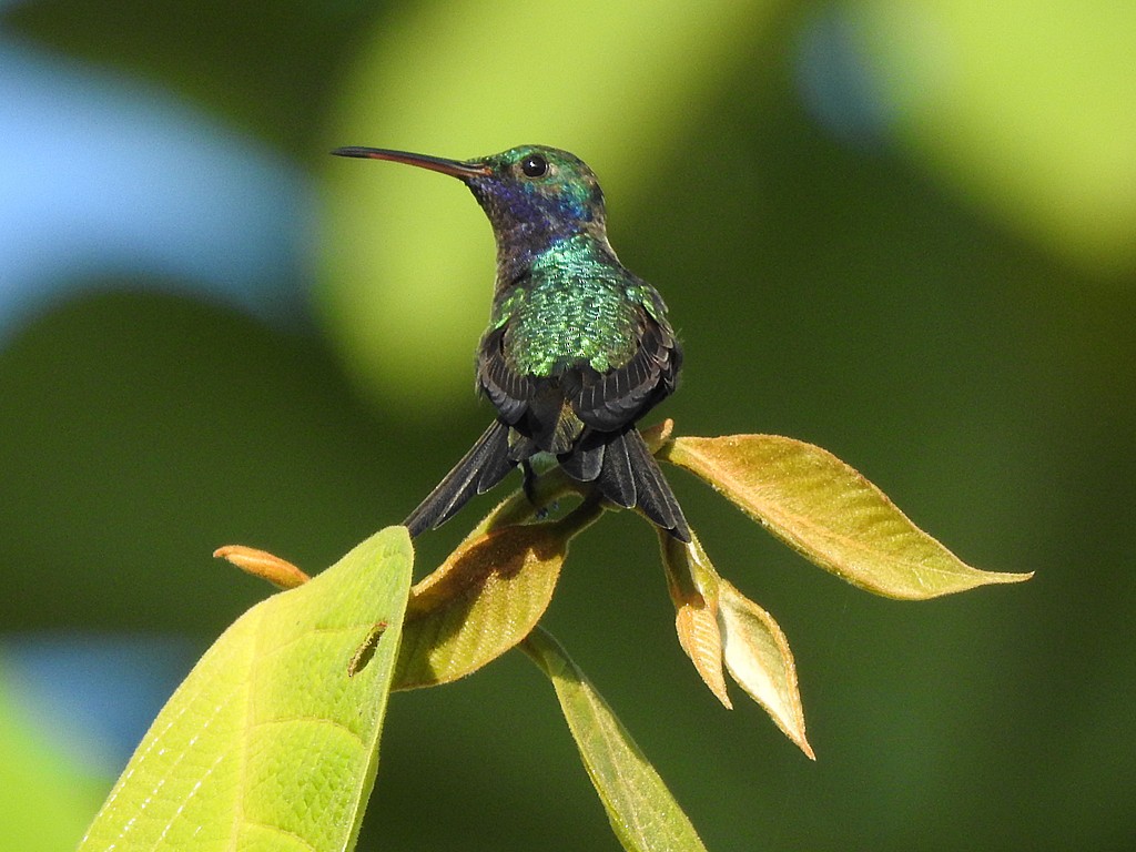 kolibřík safírovohrdlý - ML613564167