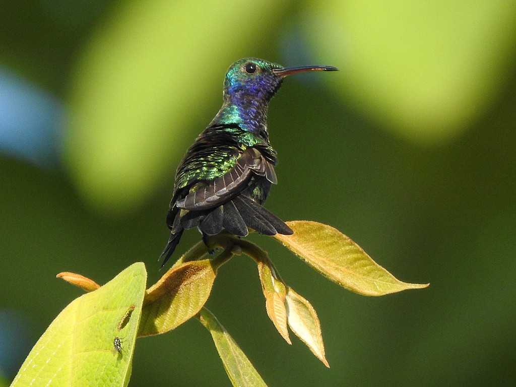 Sapphire-throated Hummingbird - Richard Garrigues