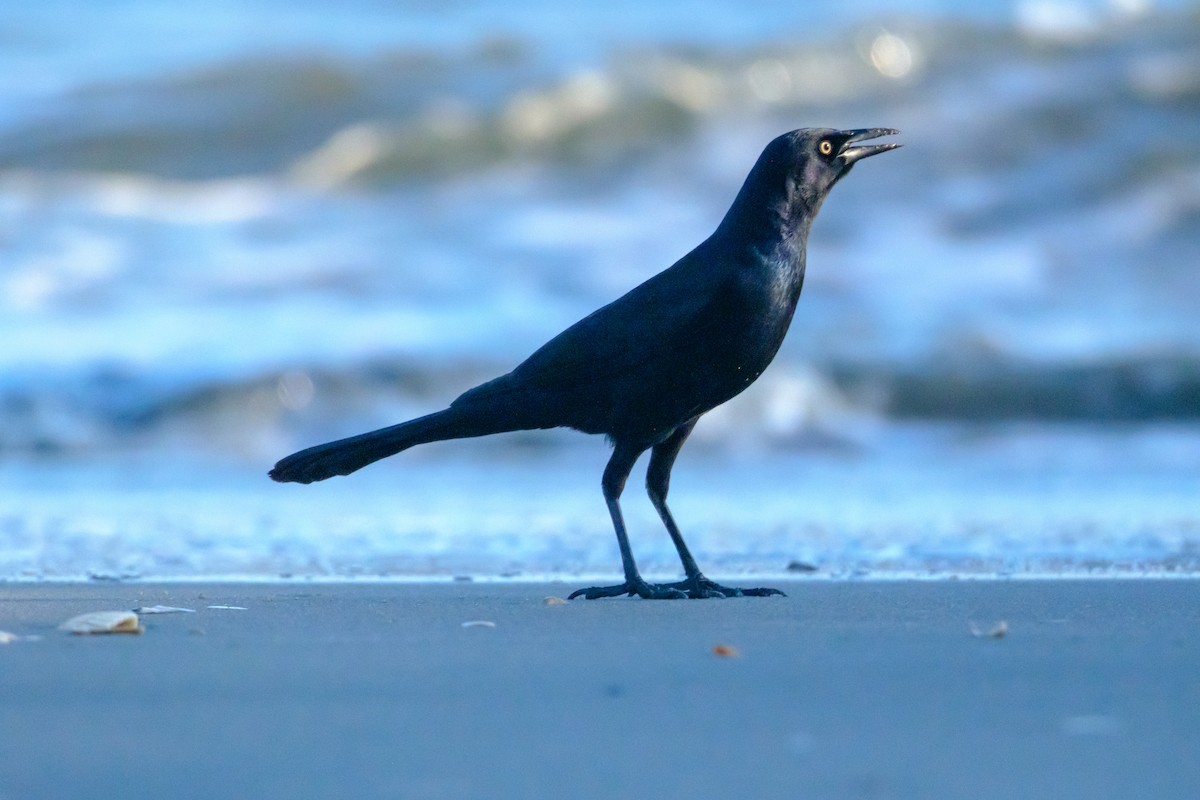 Boat-tailed Grackle - ML613564204