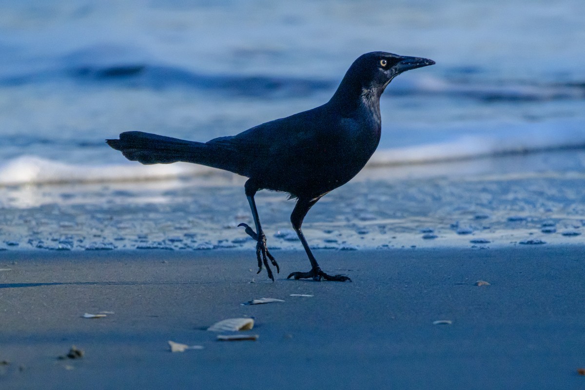 Boat-tailed Grackle - ML613564205