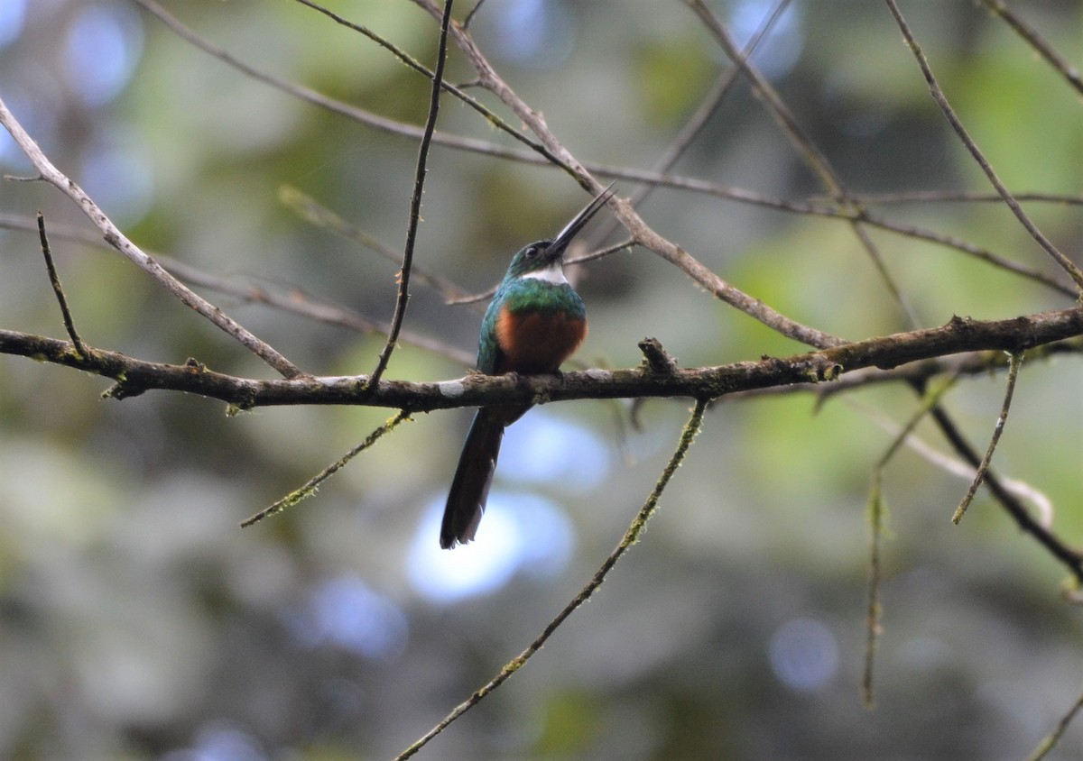 Jacamar à queue rousse - ML613564282