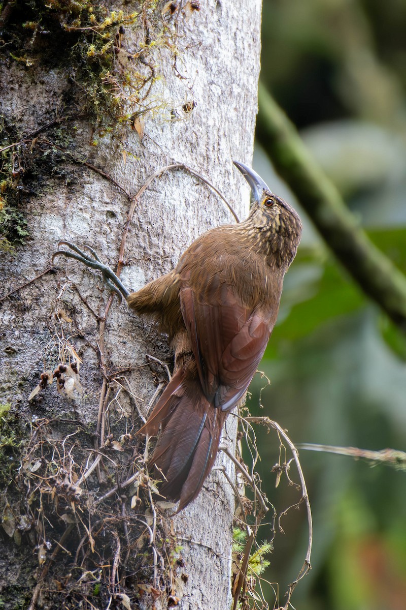 Strong-billed Woodcreeper - ML613564309