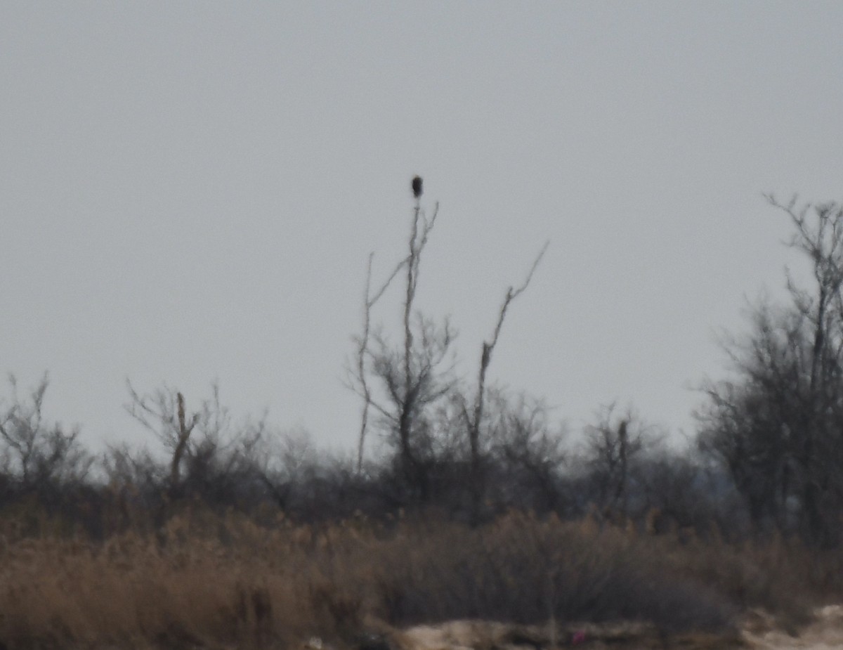 Bald Eagle - ML613564335