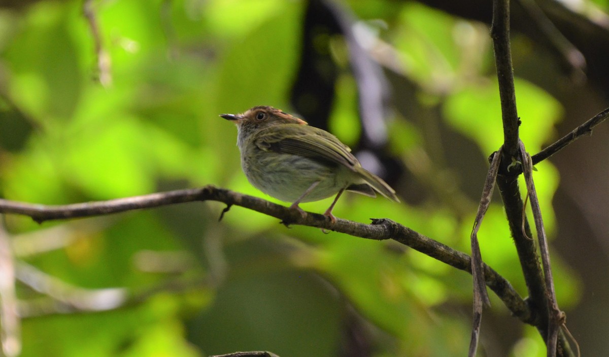 Scale-crested Pygmy-Tyrant - ML613564379