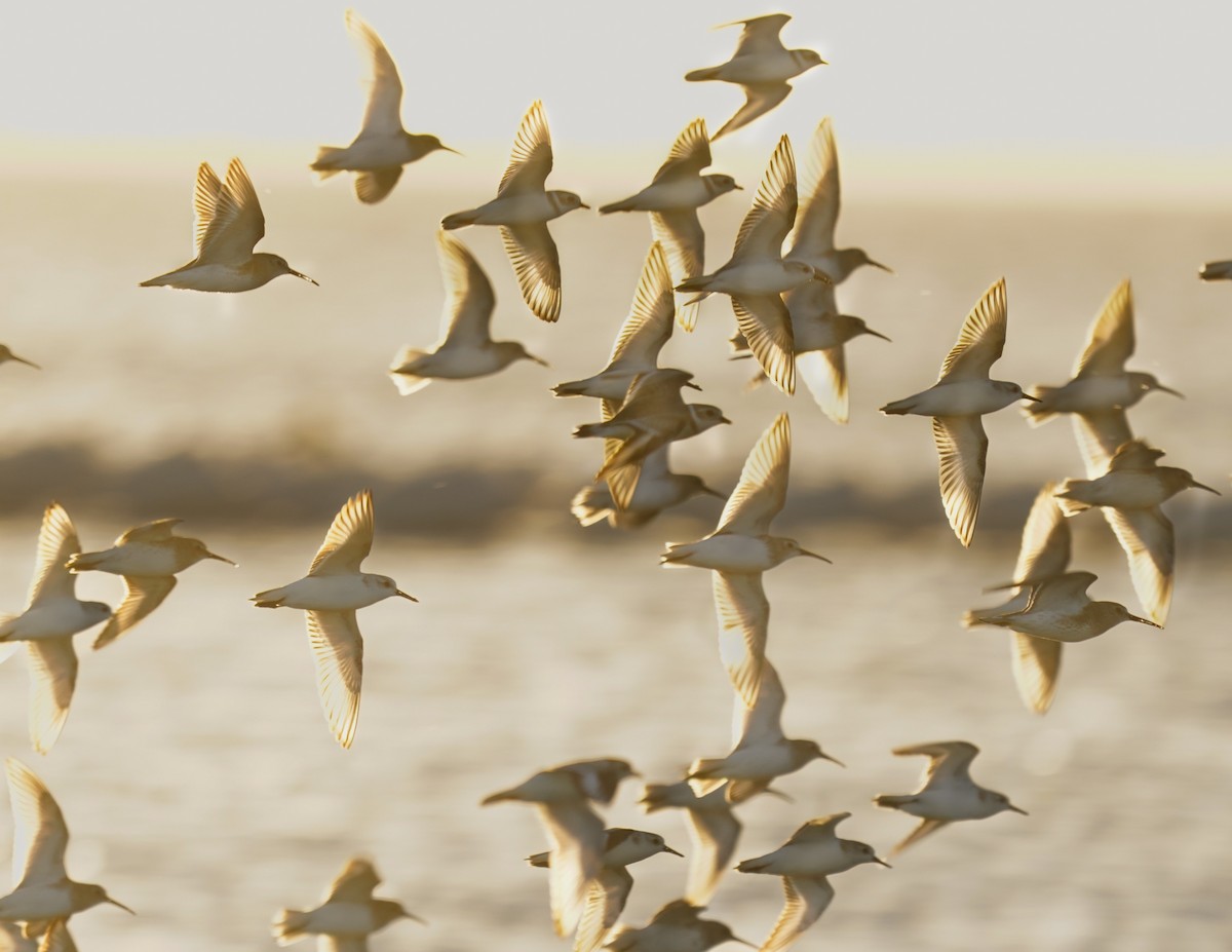 Piping Plover - Henry Meade