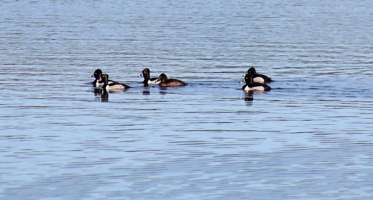 Ring-necked Duck - Joanne Arsenault