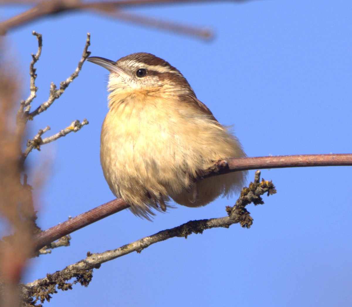 Carolina Wren - ML613564422