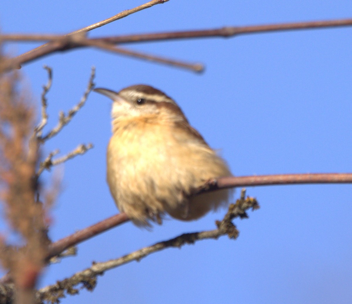 Carolina Wren - David Nicosia