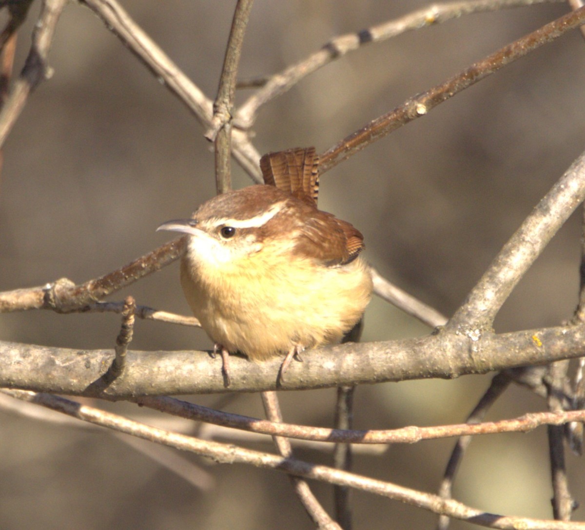 Carolina Wren - David Nicosia