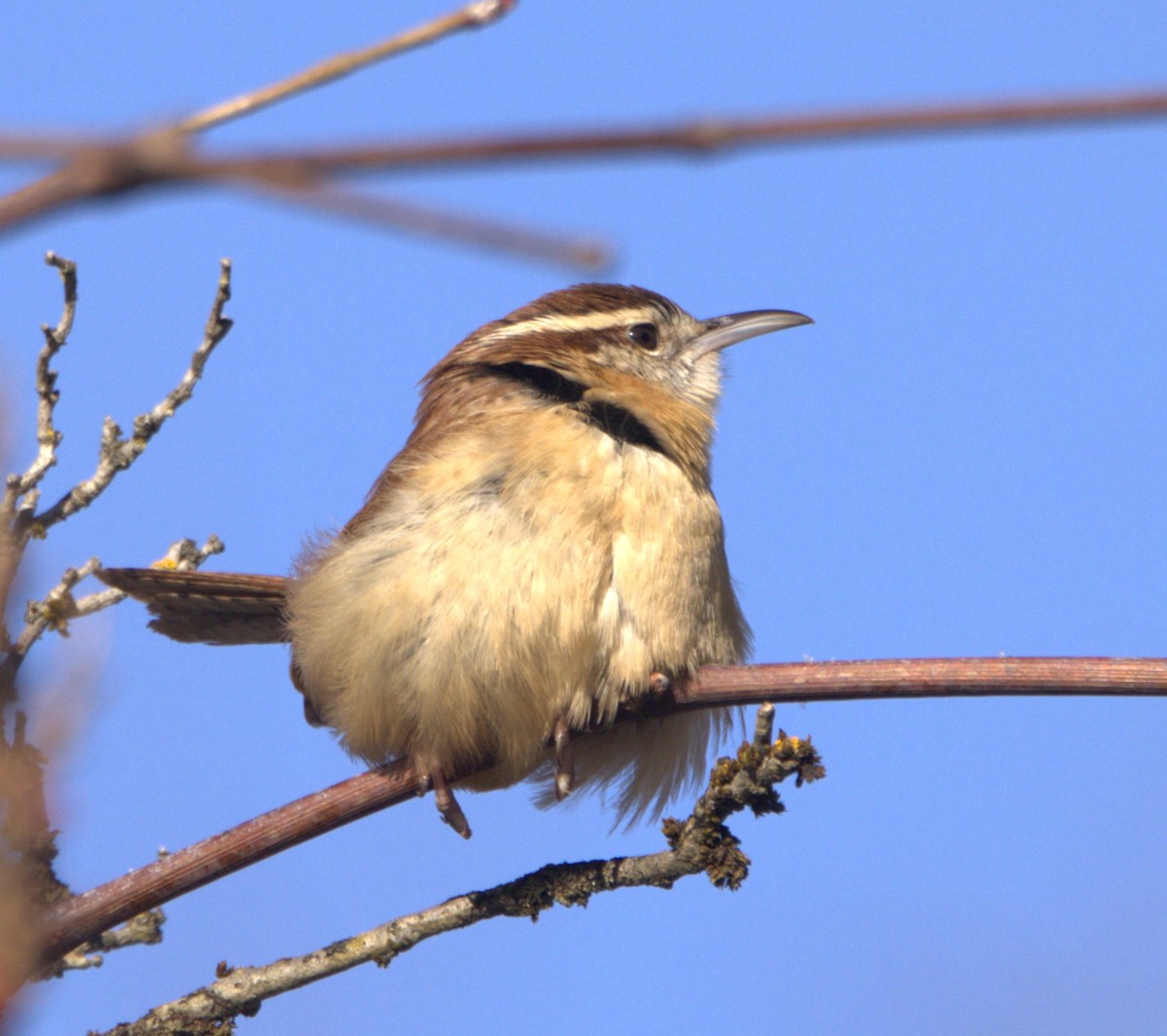 Carolina Wren - ML613564425