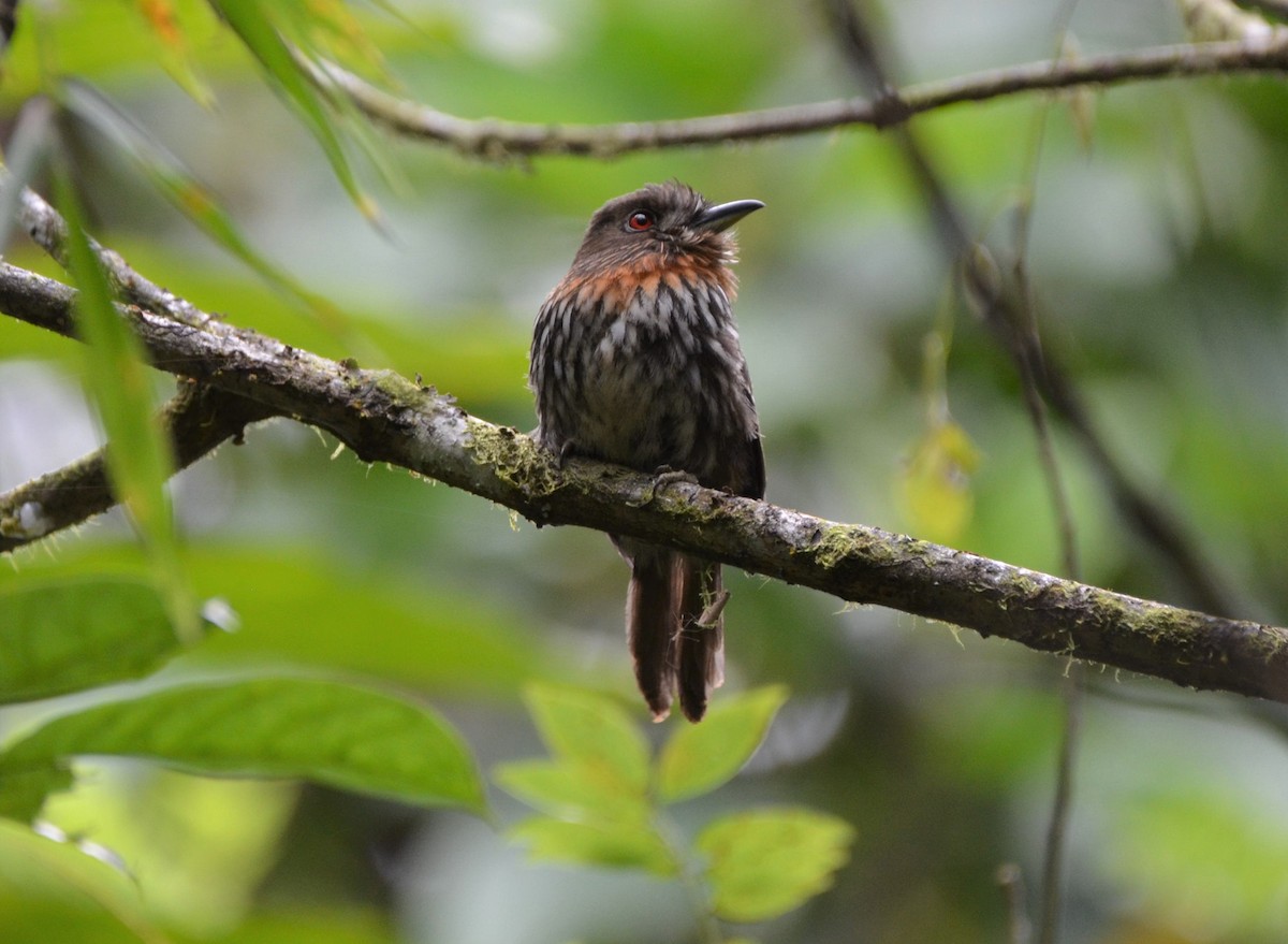 White-whiskered Puffbird - ML613564499