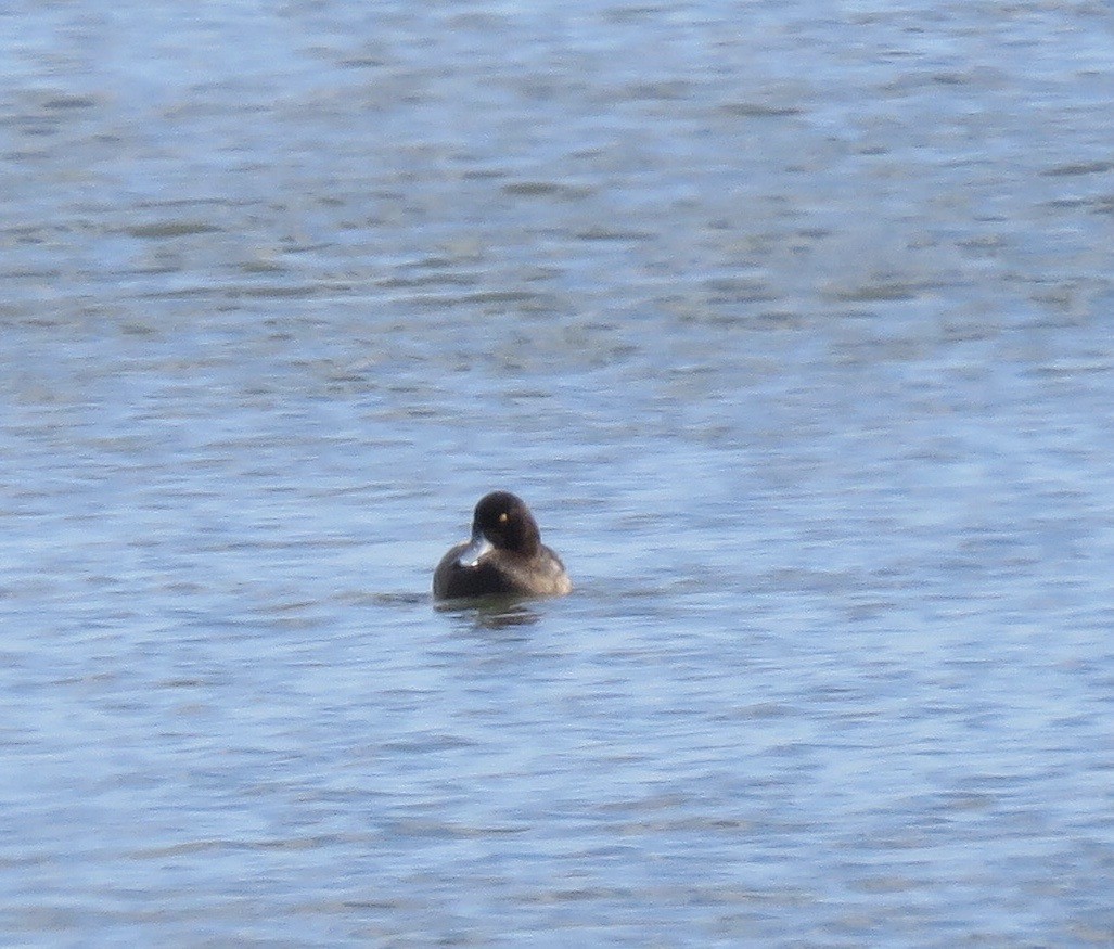 Greater Scaup - ML613564607