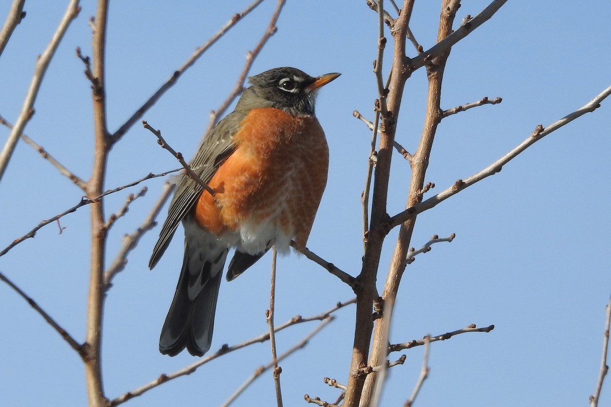 American Robin - ML613564612