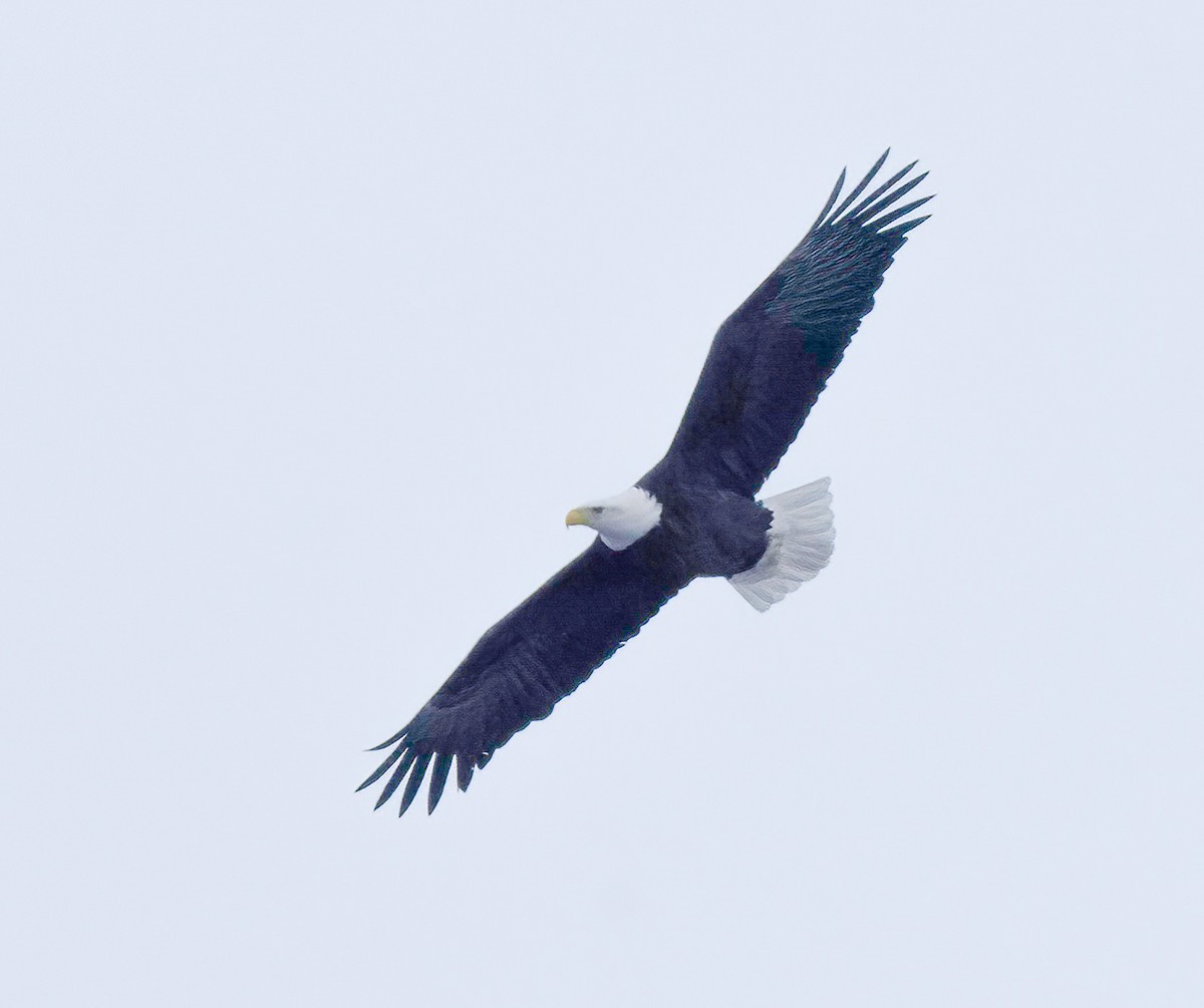 Bald Eagle - ML613564614