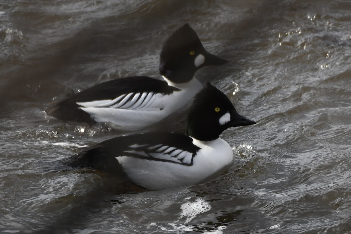 Common x Barrow's Goldeneye (hybrid) - Brett Hillman