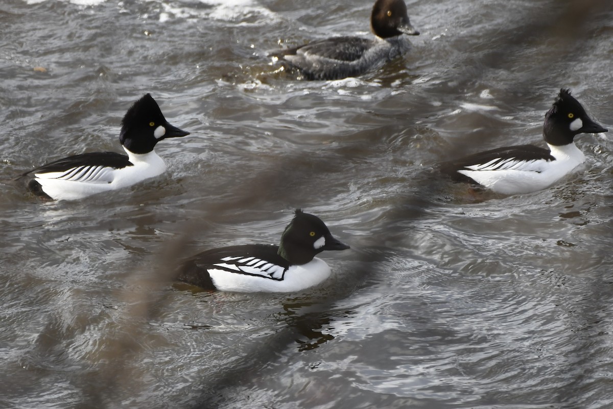 Common x Barrow's Goldeneye (hybrid) - ML613564644