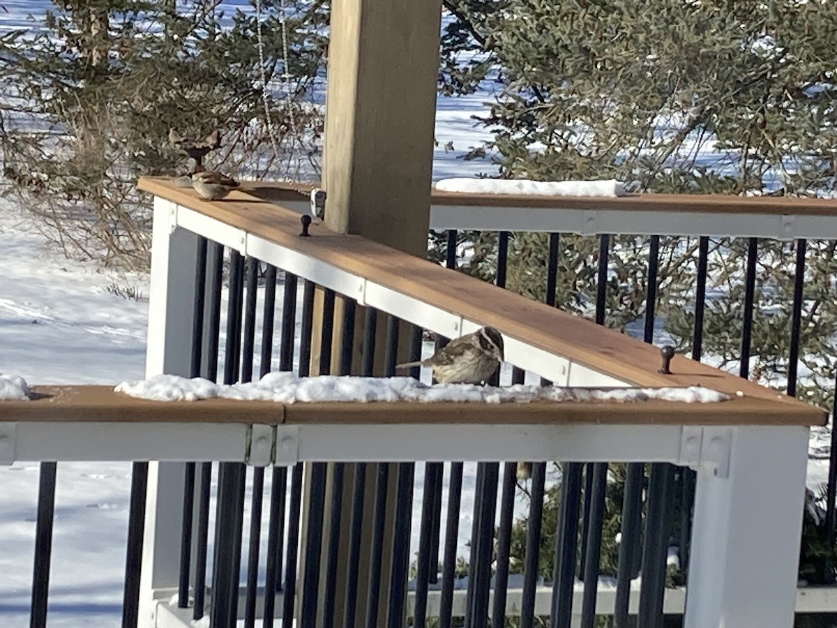 Rose-breasted Grosbeak - ML613564665