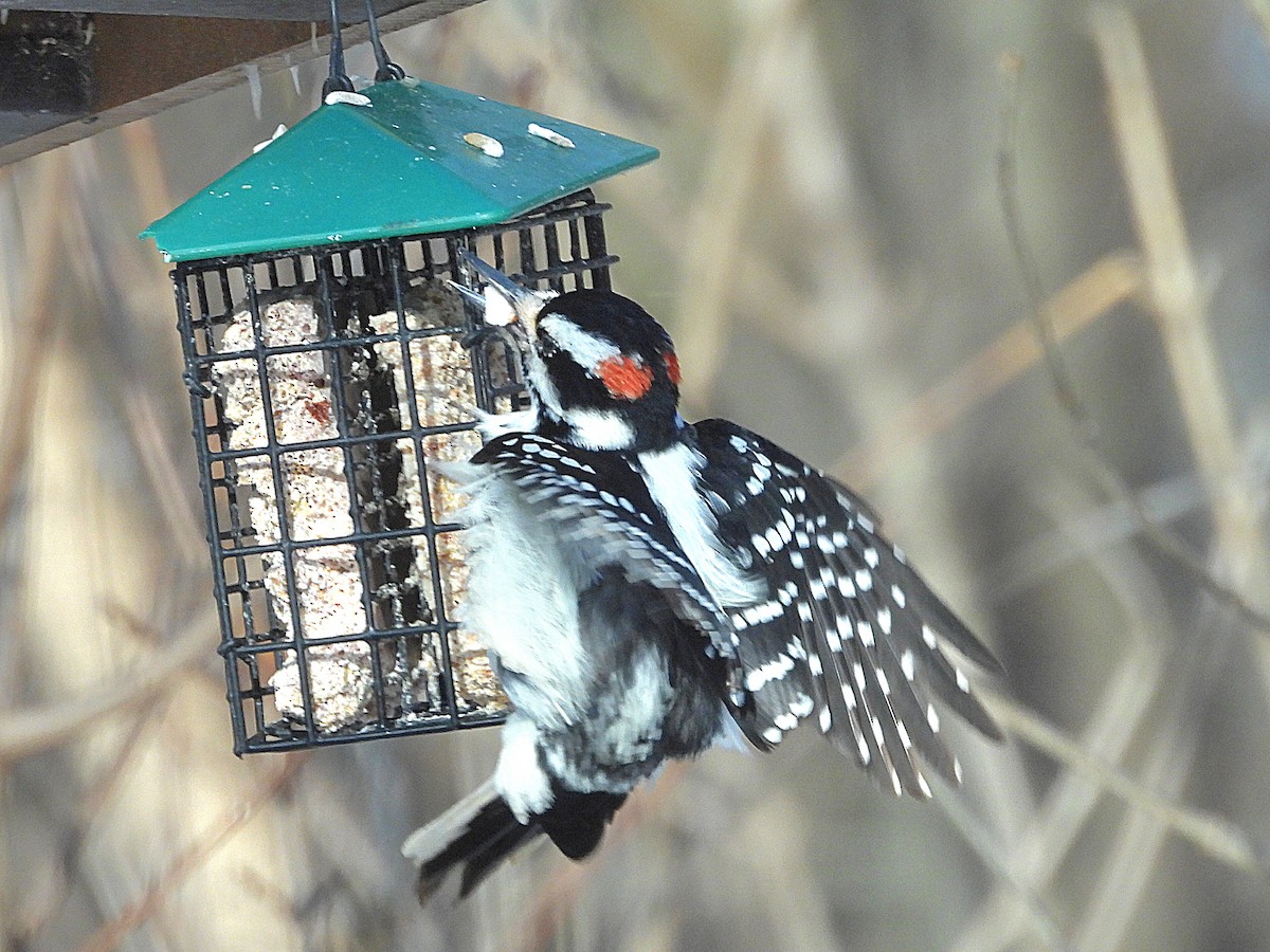 Hairy Woodpecker - ML613564781