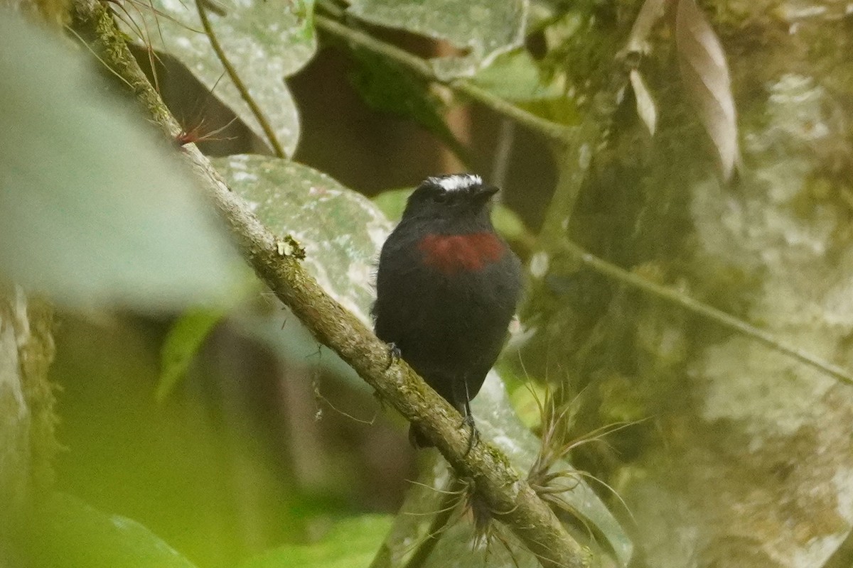 Maroon-belted Chat-Tyrant - ML613564828