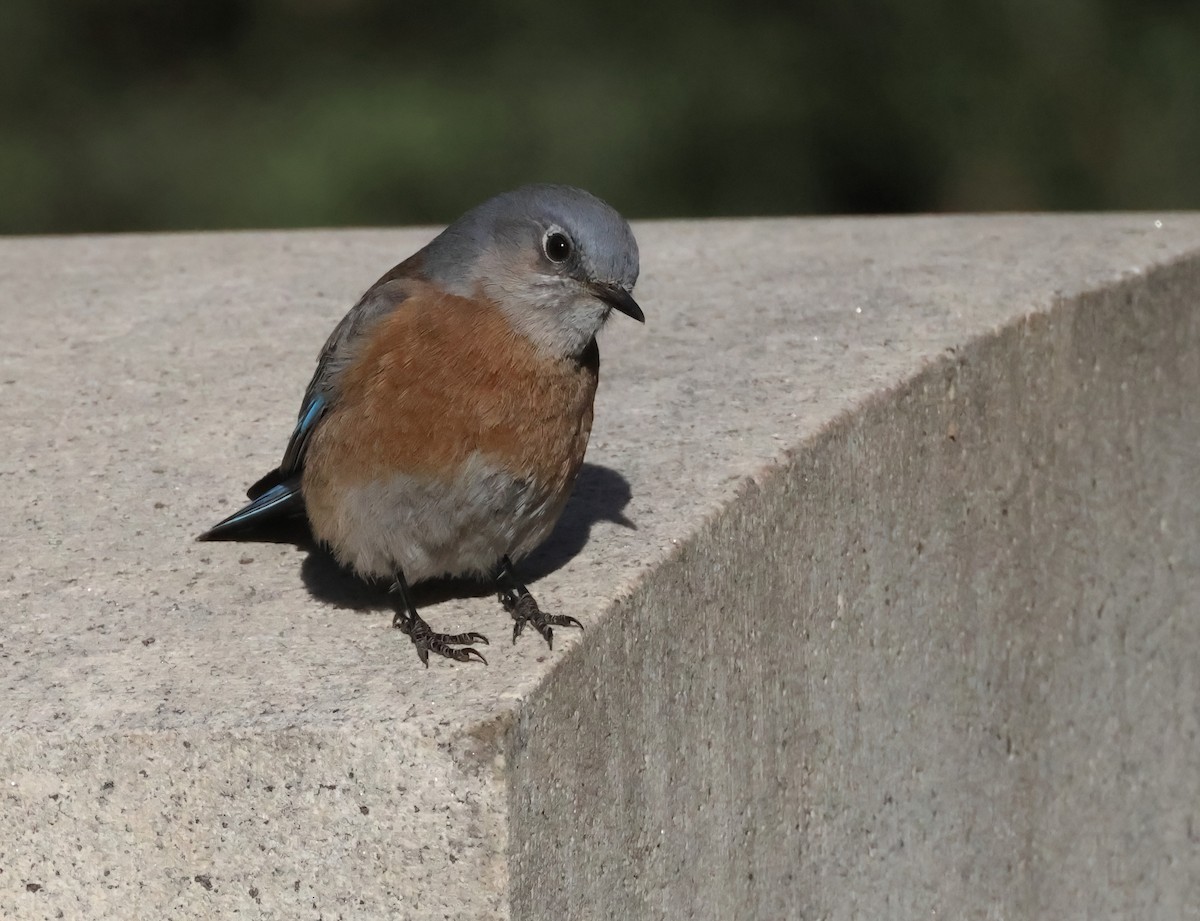 Western Bluebird - Matthew Grube