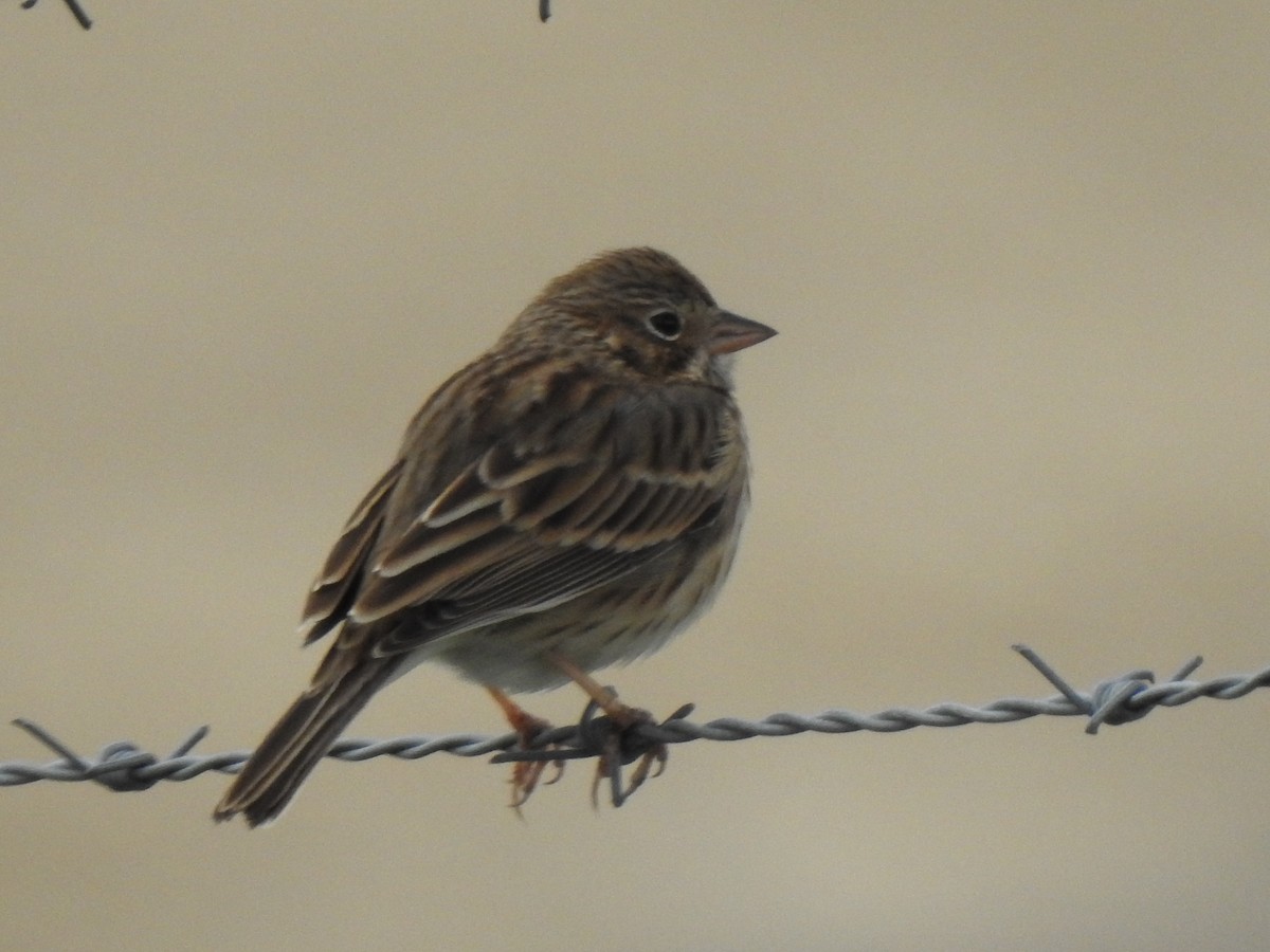 Vesper Sparrow - ML613564849