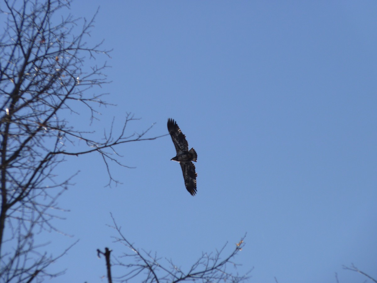 Bald Eagle - ML613564875