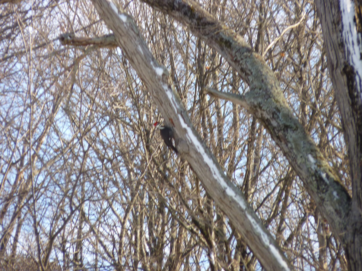 Pileated Woodpecker - ML613564883