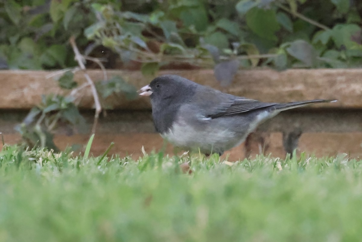 Junco ardoisé (cismontanus) - ML613564898